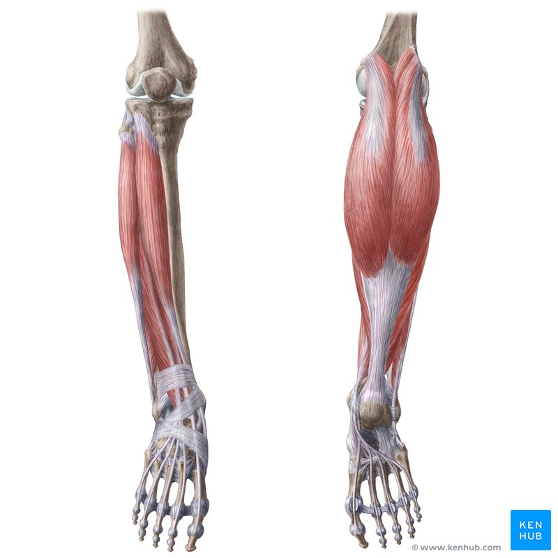 Leg muscles: Anatomy and function of the leg compartments