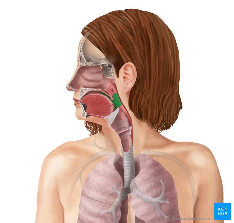 Pharyngeal pouches, membranes and clefts: Human anatomy