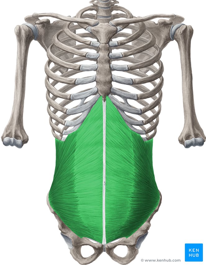 Abdominal wall anatomy: Fasciae and ligaments