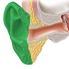 Anatomie de l’oreille