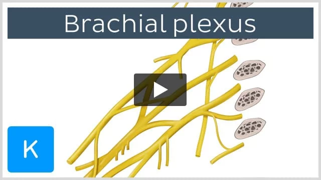Brachial plexus: Anatomy, branches and mnemonics