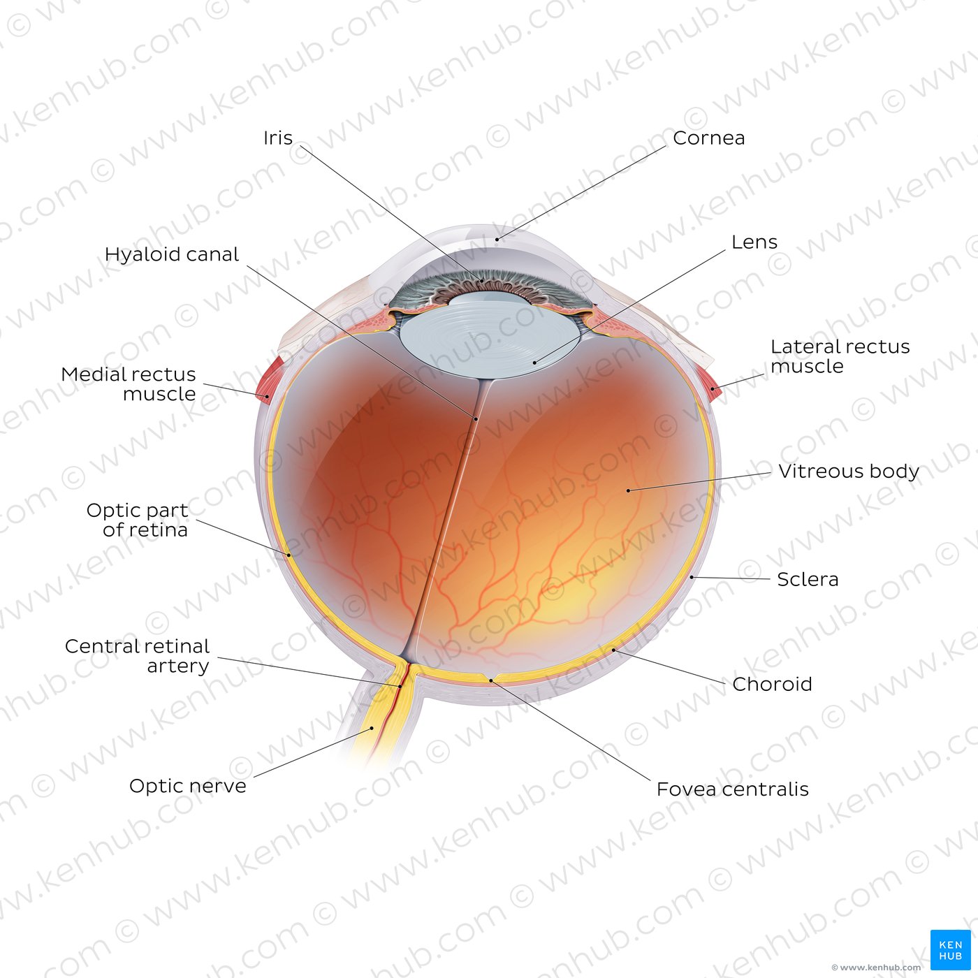 Eyeball, Structure, Function & Muscles