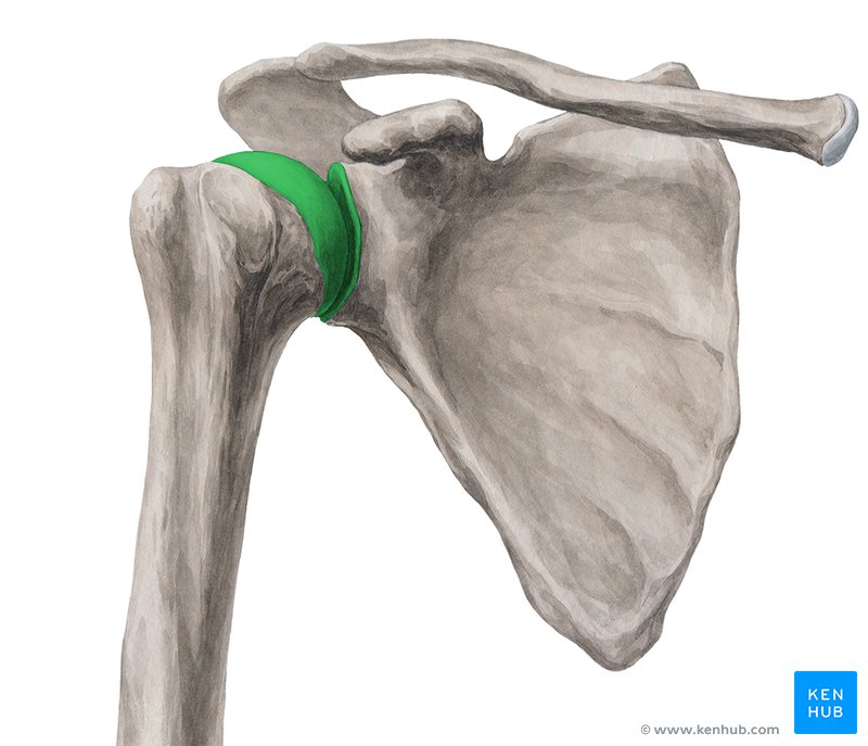 Types of joints Anatomy and arthrology Kenhub