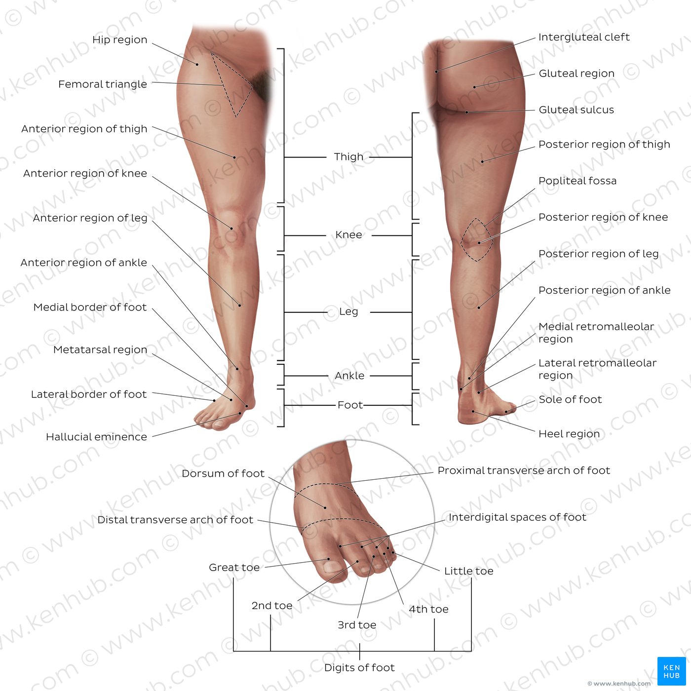 Regions of the lower limb: Anatomy and contents