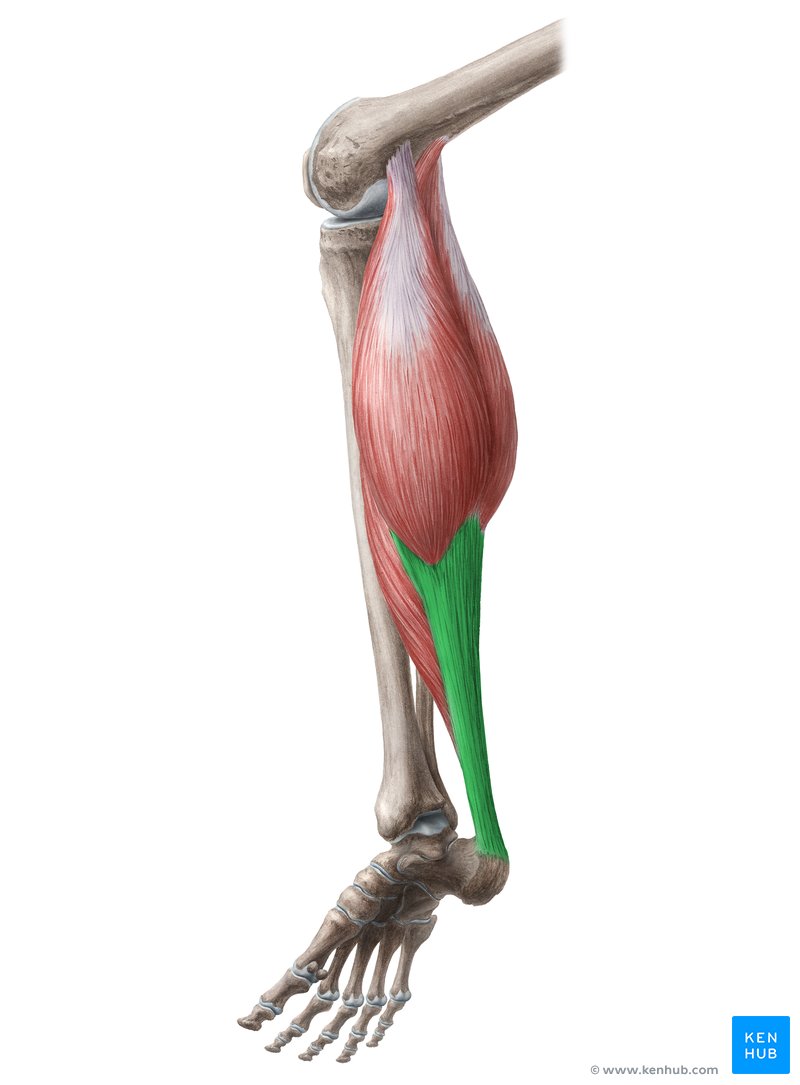 Muscles of the Posterior Leg - Attachments - Actions - TeachMeAnatomy