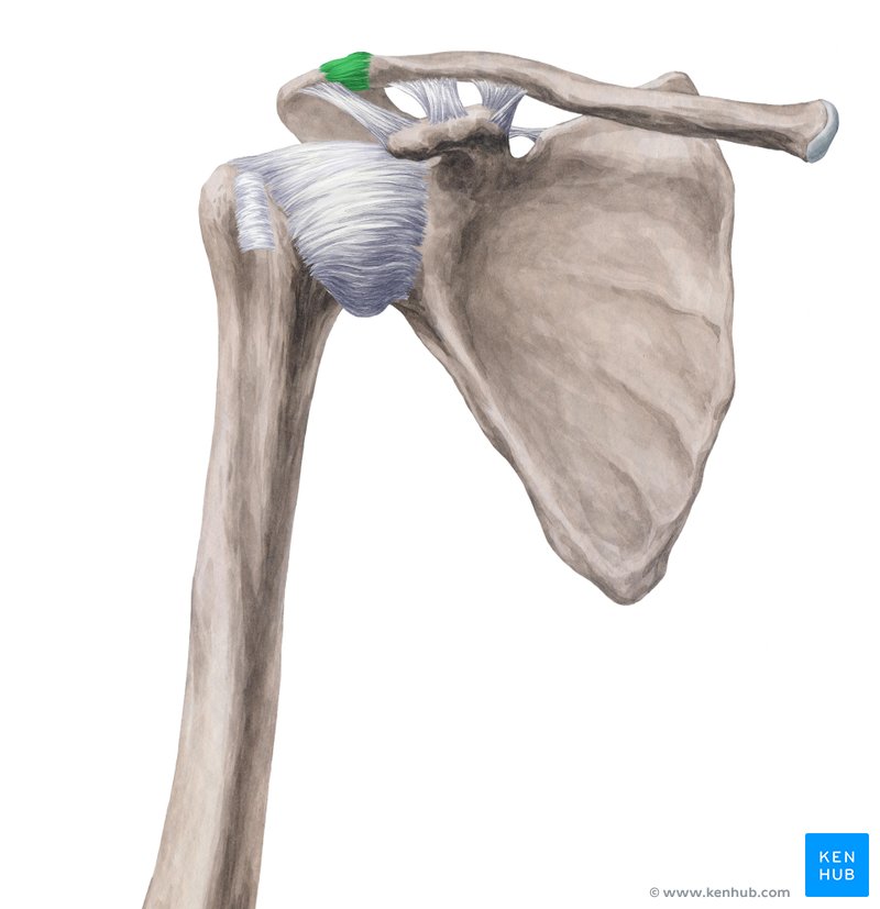 Acromioclavicular (AC) joint: Anatomy, function