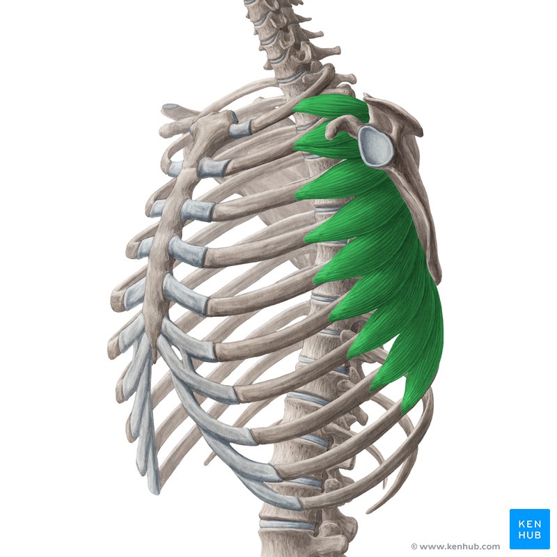 Serratus anterior muscle: Origin, insertion and action | Kenhub