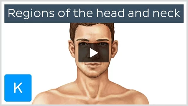 Video: Regions of the head and neck | Kenhub