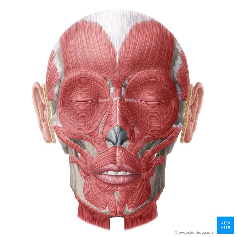 Anatomi Of Human Muscle Face With Images Face Anatomy - vrogue.co