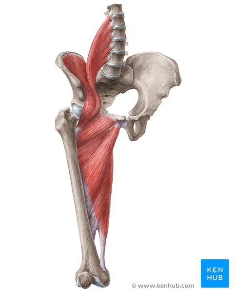 Hip and thigh muscles: Anatomy and functions