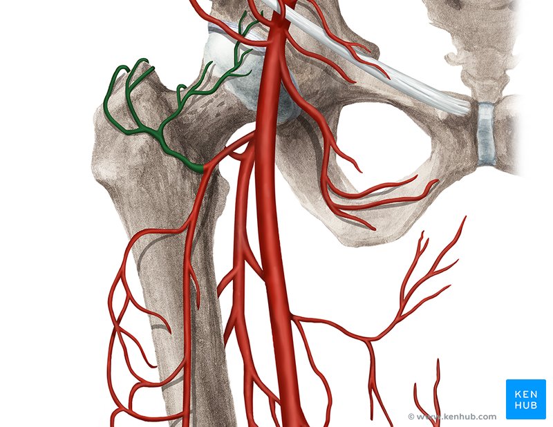 Arterial anastomoses of the lower extremity: Anatomy | Kenhub