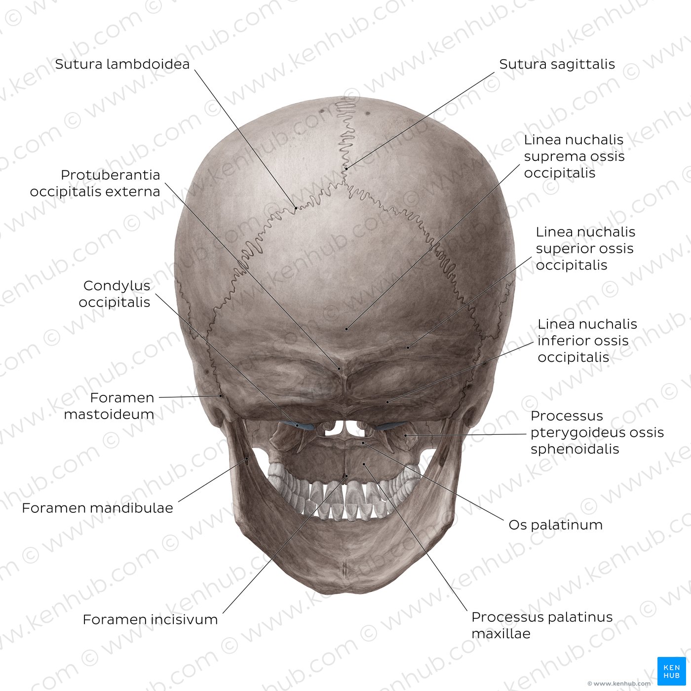 Schädel - Anatomie, Aufbau und Schädelknochen | Kenhub