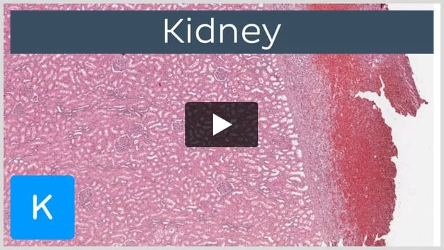 Tubular reabsorption of glucose: Video & Anatomy