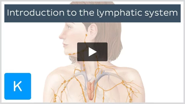 Lymphatic system: Definition, anatomy, functions