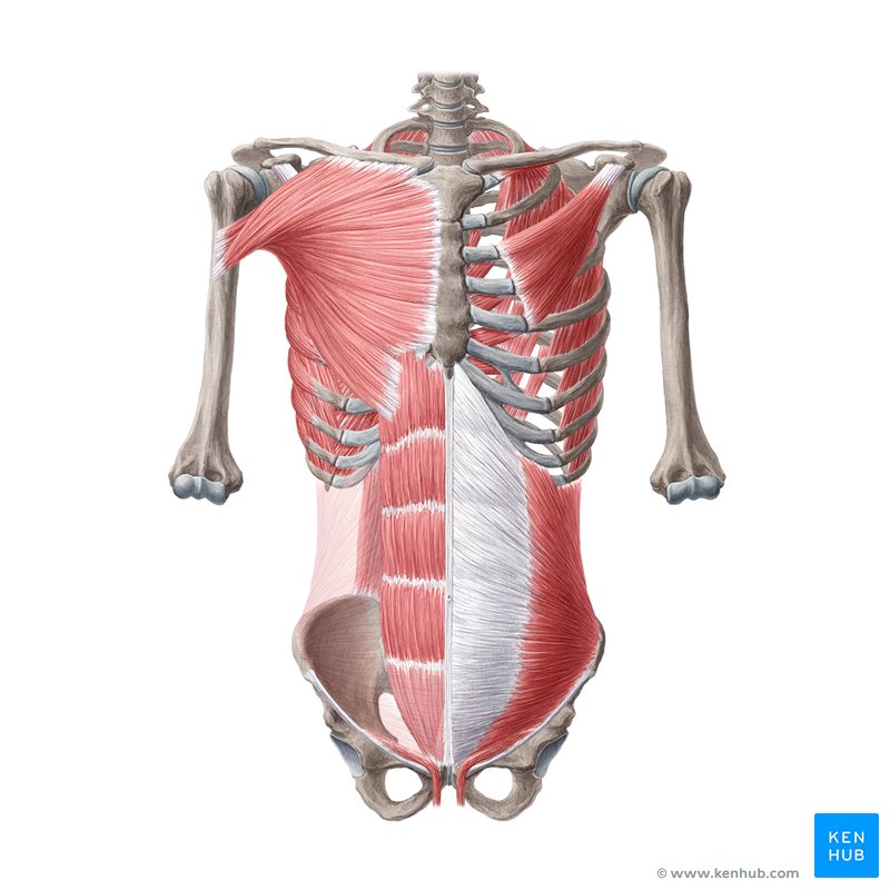 The Anatomy of Your Back Muscles, Explained (and How to Train Them