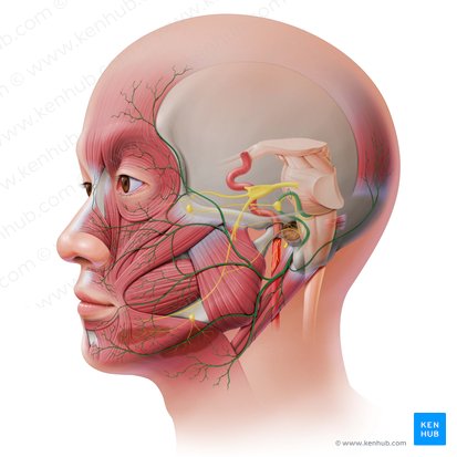 Nervio facial: Origen, función, ramos y anatomía | Kenhub