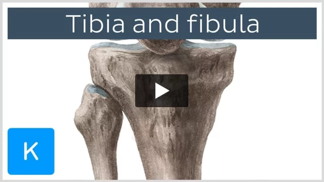 Skeleton of foot with tibia and fibula insertion, flexible