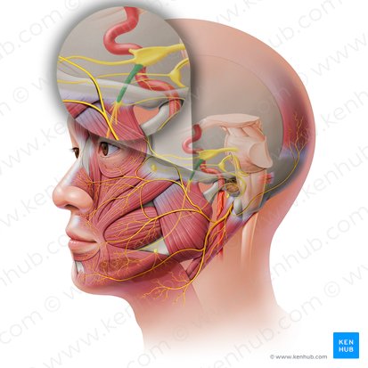 Mandibular nerve (CN V3): Anatomy and course