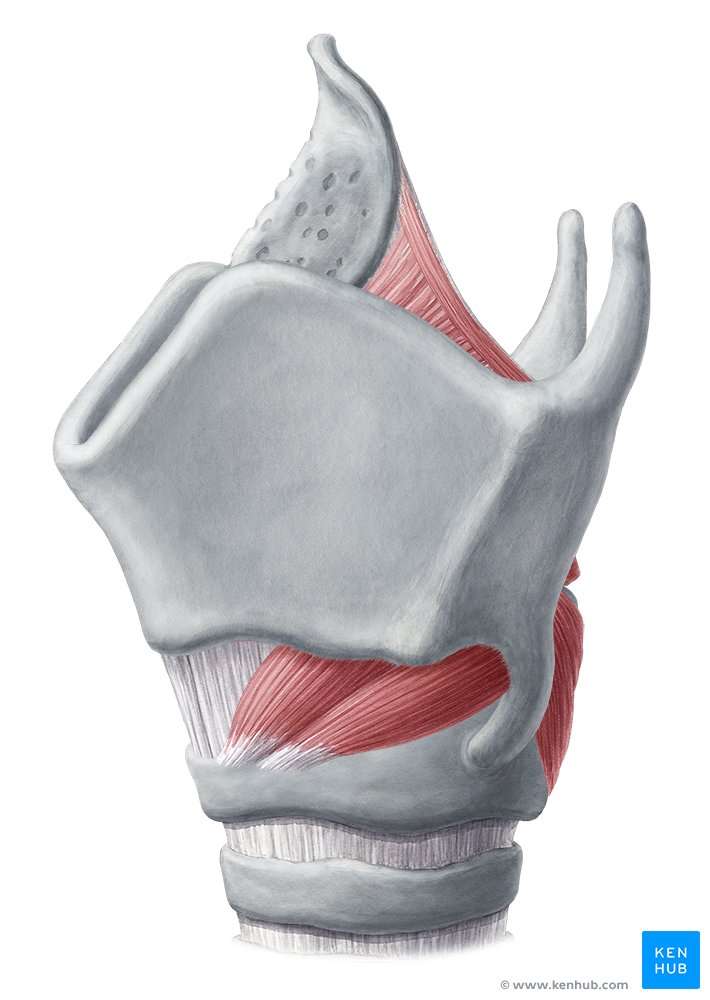 Cartilages Of The Larynx Types And Anatomy Kenhub