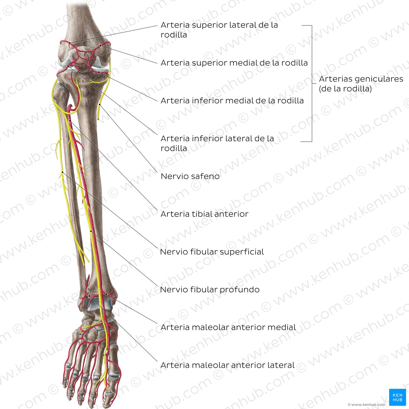 Extremidad inferior: Huesos, músculos, nervios, vasos | Kenhub
