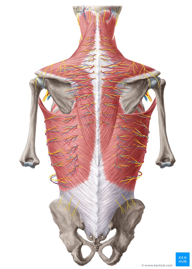 About The Spine Muscle Diagram Back Muscles Lower Back Muscles Anatomy ...