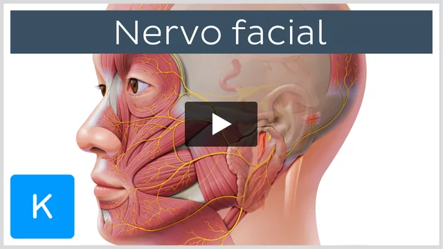 Clínica Nervus  Tratamento Nervo Lingual