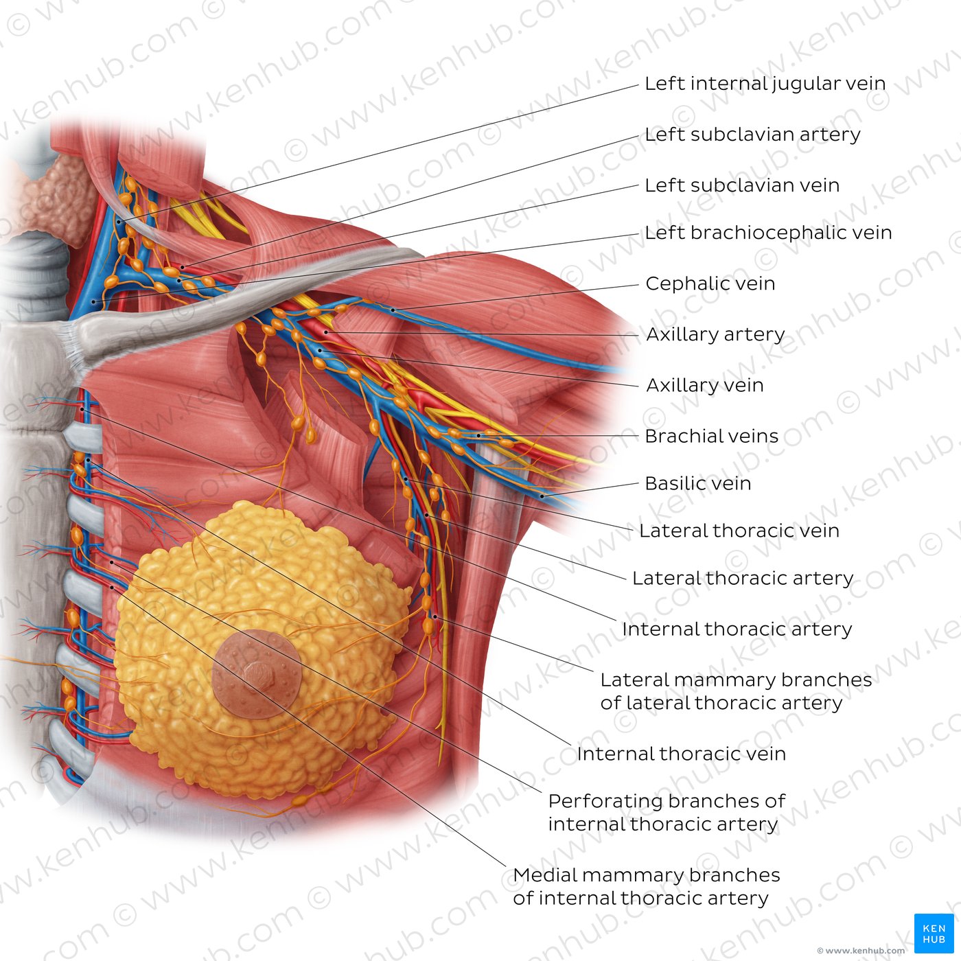 Female Chest Anatomy. Mammary Gland, Duct and Lobular Structure Stock  Vector - Illustration of blood, node: 274638282