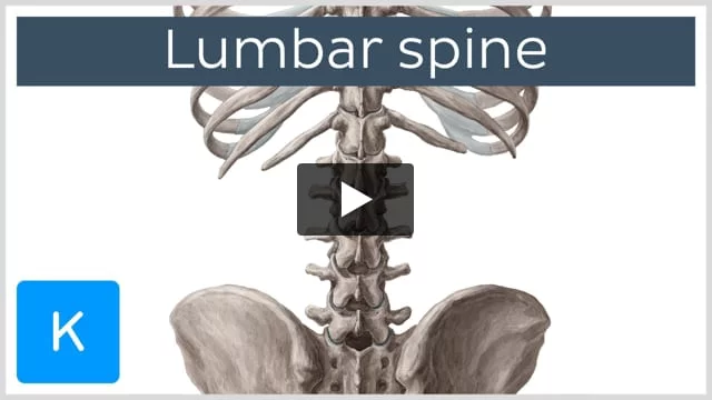 Lumbar vertebrae: anatomy of the bony lumbar spine