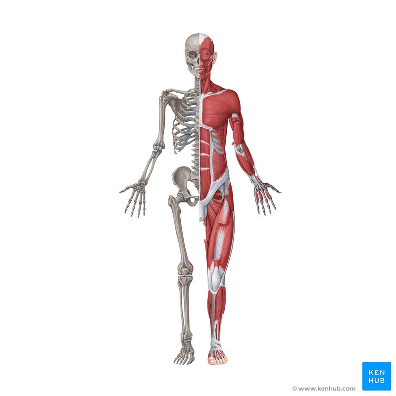 Centre Of Gravity Of The Human Body [The Best Guide 2023]