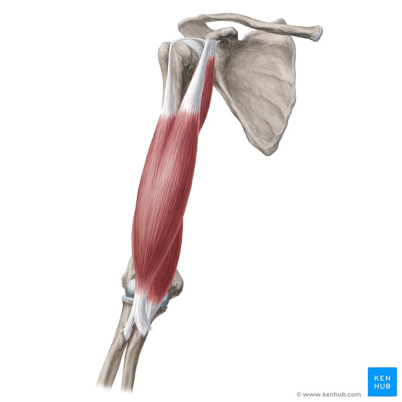 Arm muscles: Anatomy, attachments, innervation, function