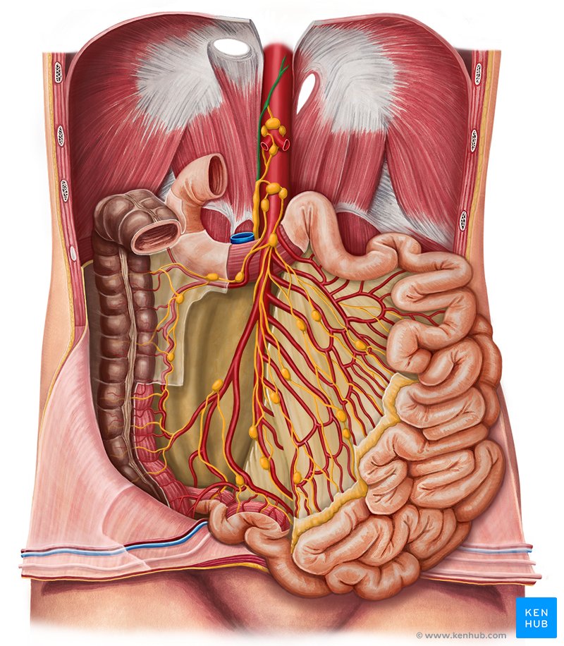 Lymphatics of abdomen and pelvis: Anatomy and drainage