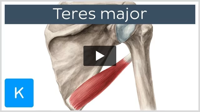 Teres major muscle: Anatomy, function, clinical aspects