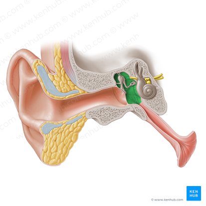 Oído medio: Anatomía, partes, funciones | Kenhub