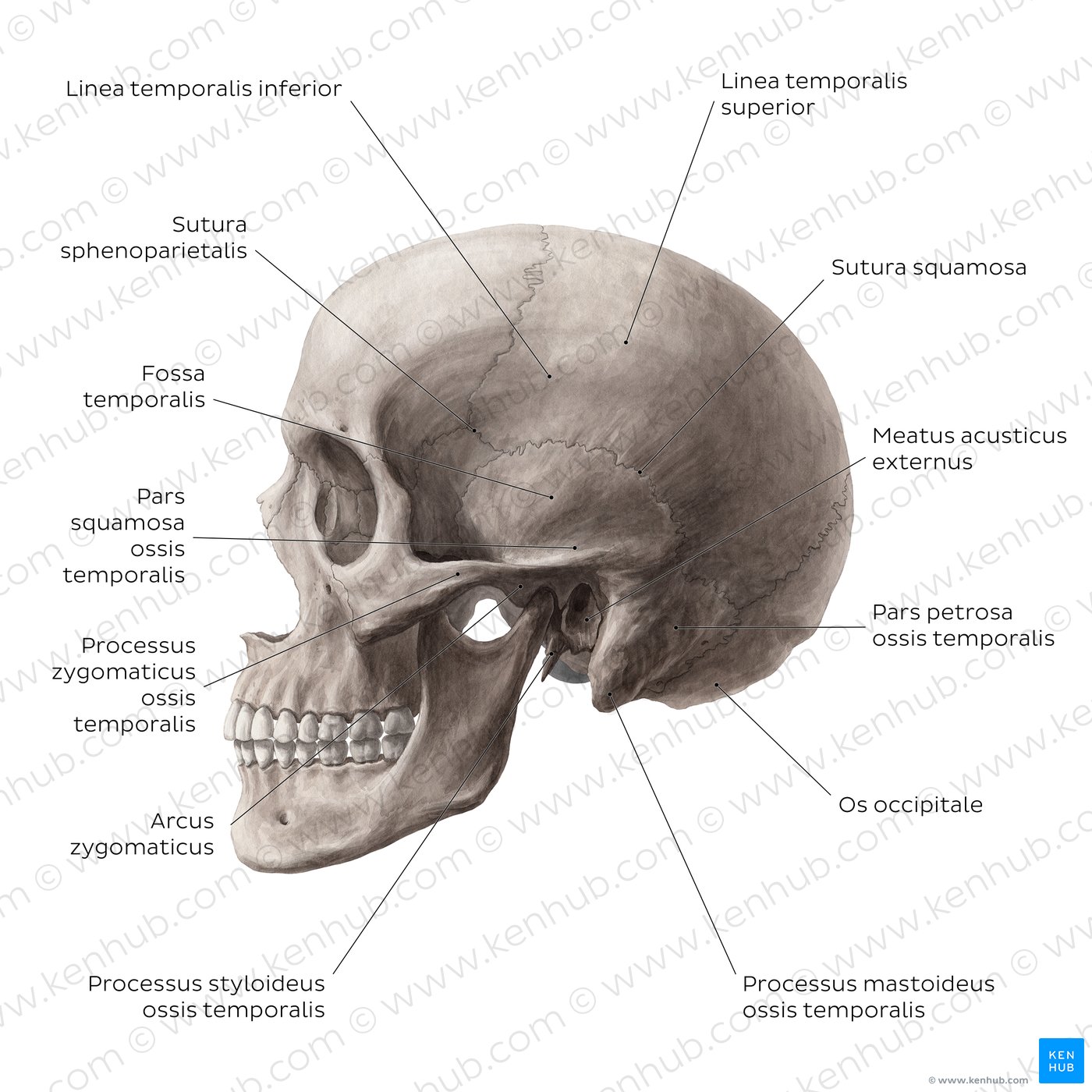 Schädel - Anatomie, Aufbau und Schädelknochen | Kenhub