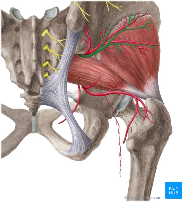 Iliotibial tract (IT band): Anatomy, origin, insertion