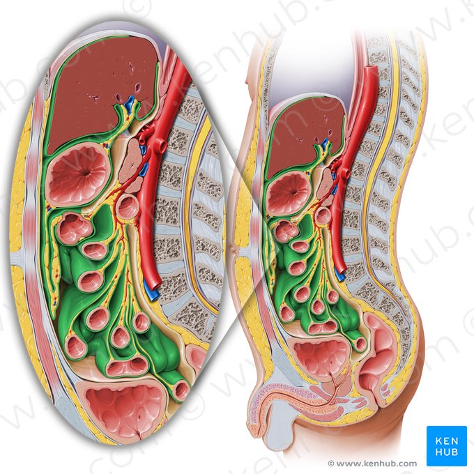 Peritônio e cavidade peritoneal: Anatomia e Função | Kenhub