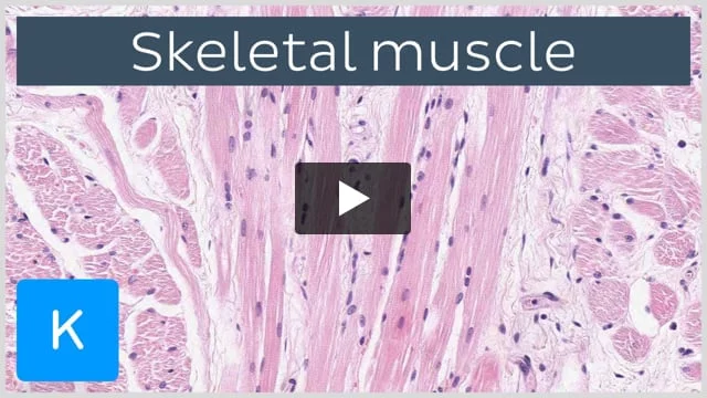 A schematic overview of different steps during muscle repair. Skeletal