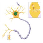 Parts of a neuron