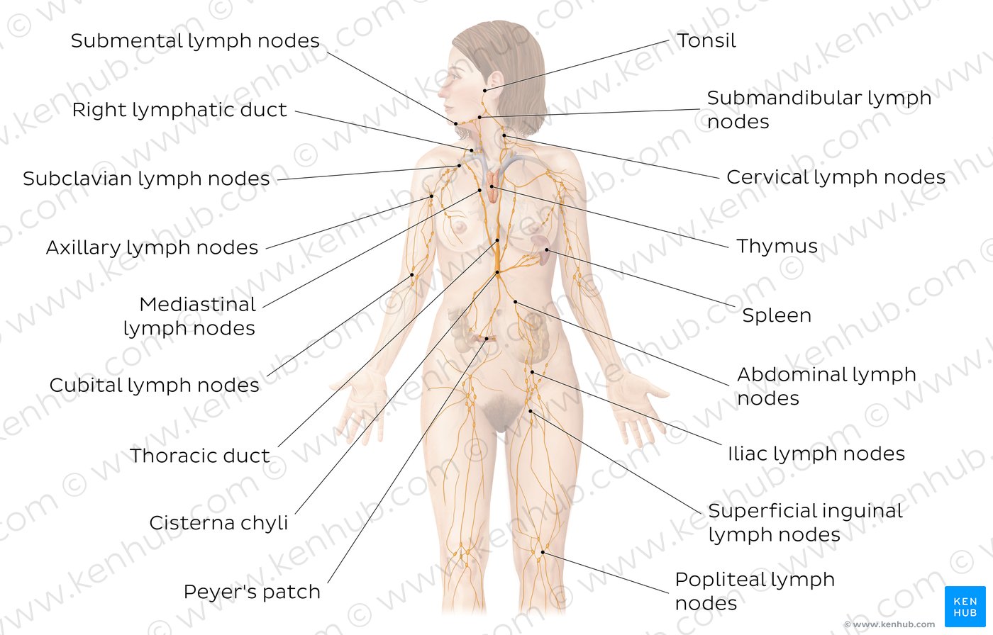 Lymphatic System Definition Anatomy Functions Kenhub