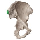 Spina iliaca posterior superior