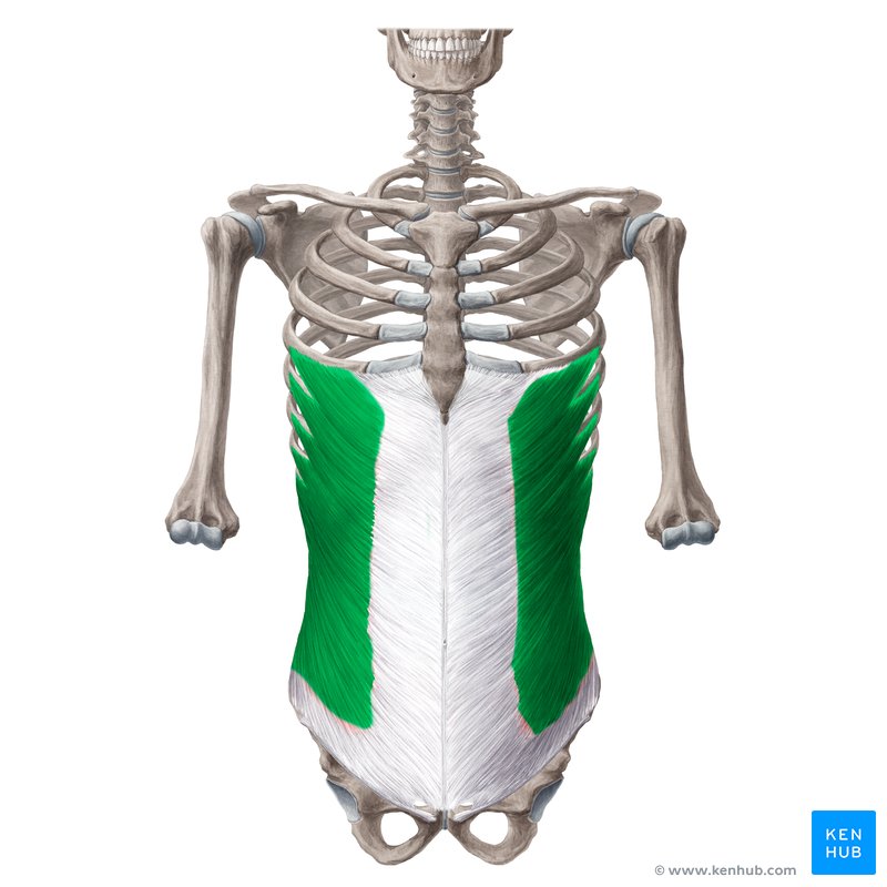 External abdominal oblique: Anatomy, innervation,function
