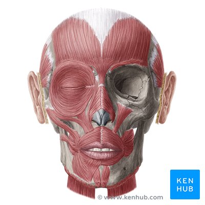 Head anatomy: Muscles, glands, arteries and nerves | Kenhub