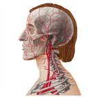 1.0 Exposed Neck Blood Vessels (For Headless)