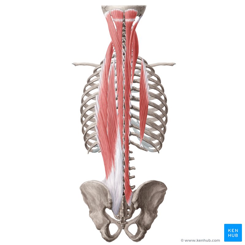 Deep back muscles: Anatomy, innervation and functions