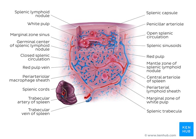 Spleen histology: Location, functions, structure | Kenhub