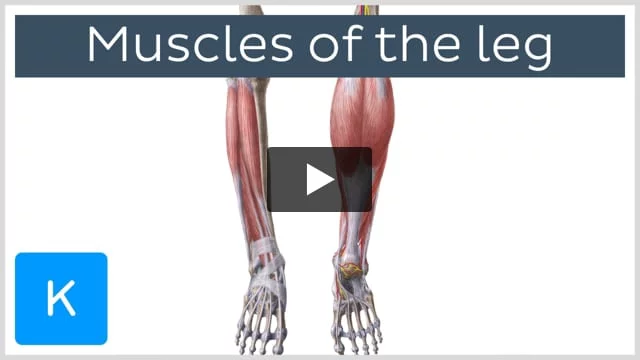 Muscles of Left Leg Front and Back