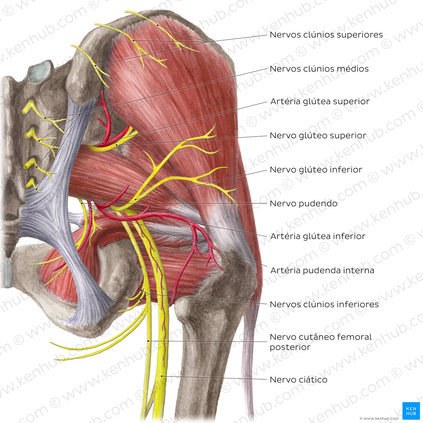 Anatomia aplicada da coxa- Músculos Quiz