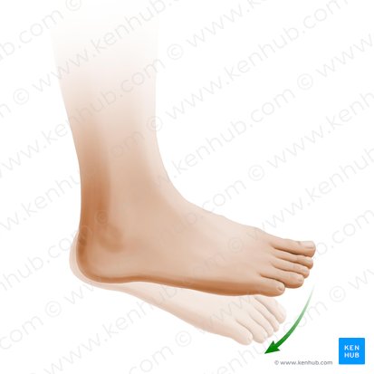 Joints and ligaments of the foot: Anatomy