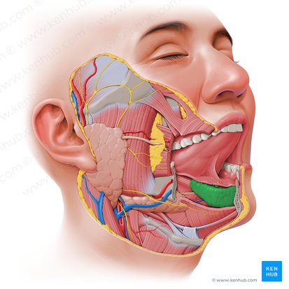 Glándulas salivales: Vista general, anatomía, correlacion | Kenhub