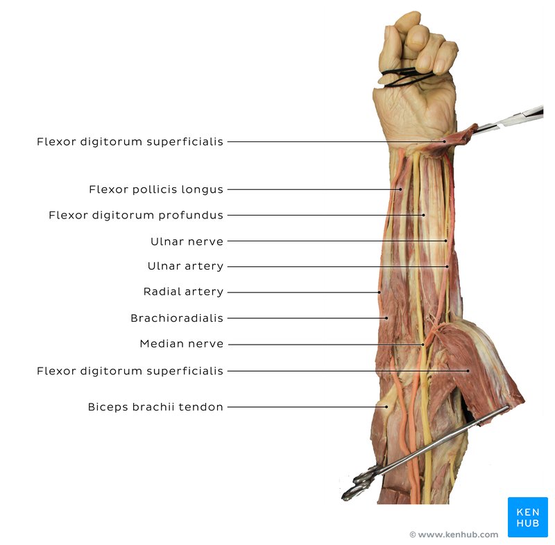 Ulnar nerve: Origin, course, branches and innervation